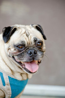 Boarding Bungalow DFW Pug Rescue-20