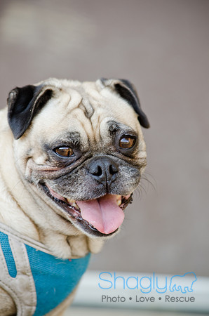 Boarding Bungalow DFW Pug Rescue-20