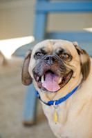 Boarding Bungalow DFW Pug Rescue-13