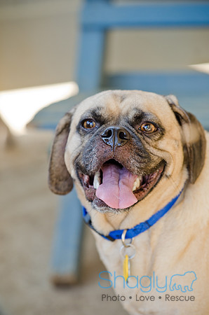 Boarding Bungalow DFW Pug Rescue-13