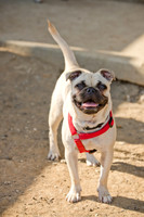 Boarding Bungalow DFW Pug Rescue-15