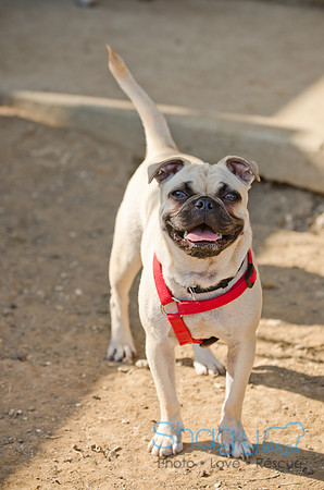 Boarding Bungalow DFW Pug Rescue-15