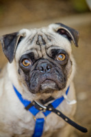 Boarding Bungalow DFW Pug Rescue-8