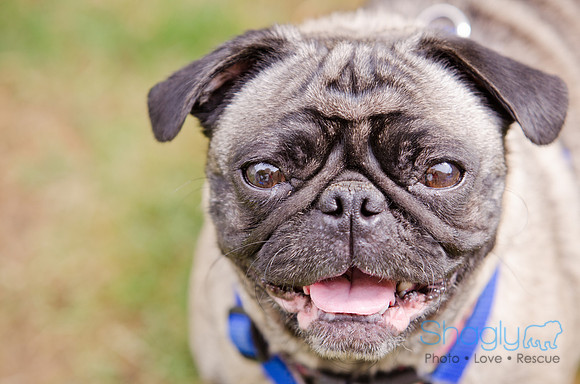Boarding Bungalow DFW Pug Rescue-10