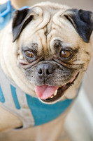 Boarding Bungalow DFW Pug Rescue-9
