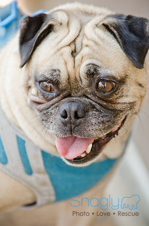 Boarding Bungalow DFW Pug Rescue-9