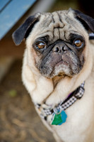 Boarding Bungalow DFW Pug Rescue-2