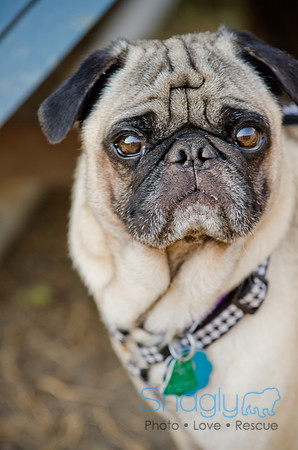 Boarding Bungalow DFW Pug Rescue-2