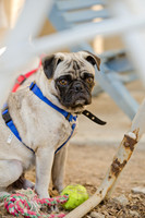 Boarding Bungalow DFW Pug Rescue-14