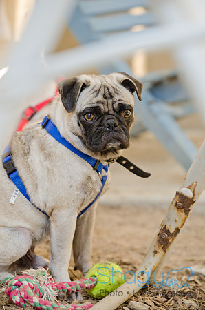 Boarding Bungalow DFW Pug Rescue-14