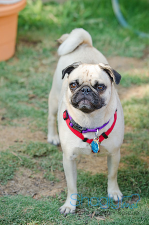 Boarding Bungalow DFW Pug Rescue-33