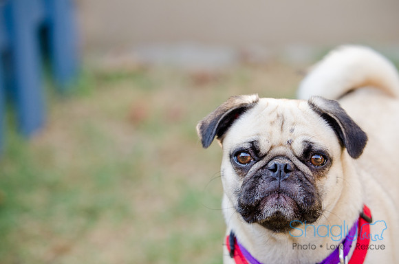 Boarding Bungalow DFW Pug Rescue-35