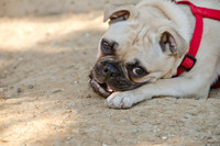 Boarding Bungalow DFW Pug Rescue-5