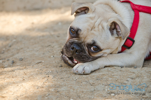 Boarding Bungalow DFW Pug Rescue-5