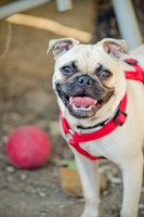 Boarding Bungalow DFW Pug Rescue-16
