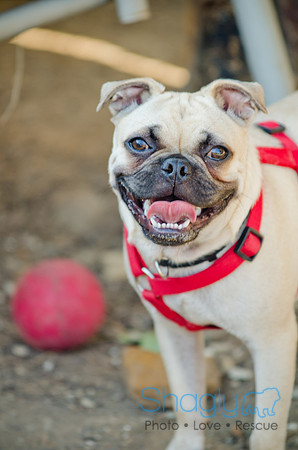 Boarding Bungalow DFW Pug Rescue-16