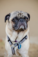 Boarding Bungalow DFW Pug Rescue-4