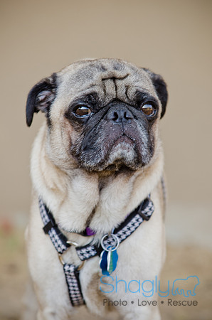 Boarding Bungalow DFW Pug Rescue-4