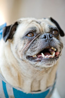 Boarding Bungalow DFW Pug Rescue-10