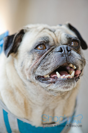 Boarding Bungalow DFW Pug Rescue-10