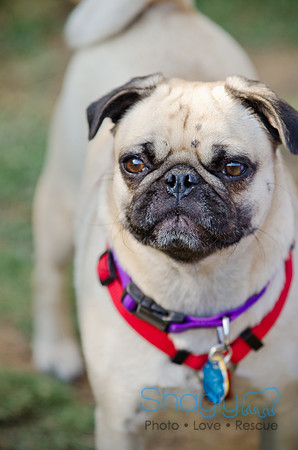 Boarding Bungalow DFW Pug Rescue-32