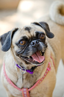 Boarding Bungalow DFW Pug Rescue-11