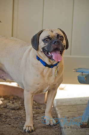 Boarding Bungalow DFW Pug Rescue-28