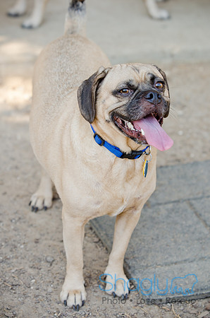 Boarding Bungalow DFW Pug Rescue-24
