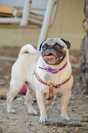 Boarding Bungalow DFW Pug Rescue-30