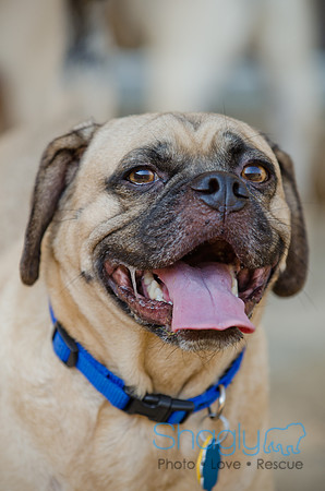 Boarding Bungalow DFW Pug Rescue-26