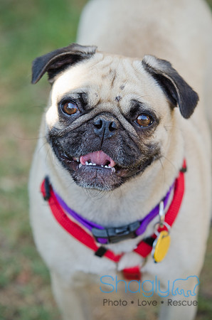 Boarding Bungalow DFW Pug Rescue-34