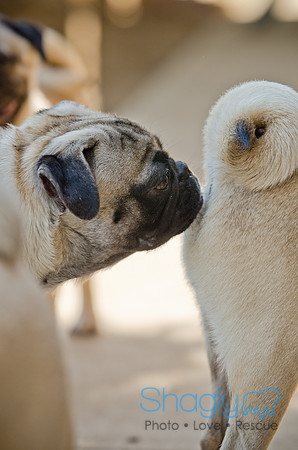 Boarding Bungalow DFW Pug Rescue-22