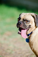 Boarding Bungalow DFW Pug Rescue-18