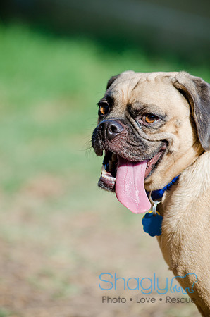Boarding Bungalow DFW Pug Rescue-18