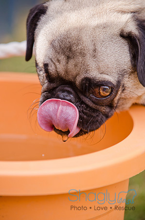 Boarding Bungalow DFW Pug Rescue-16