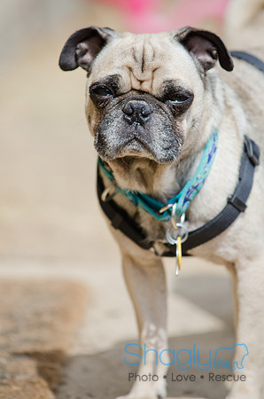 Boarding Bungalow DFW Pug Rescue-2