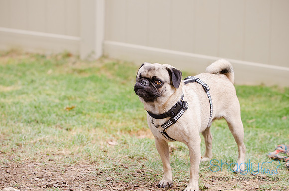 Boarding Bungalow DFW Pug Rescue-13