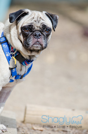 Boarding Bungalow DFW Pug Rescue-4
