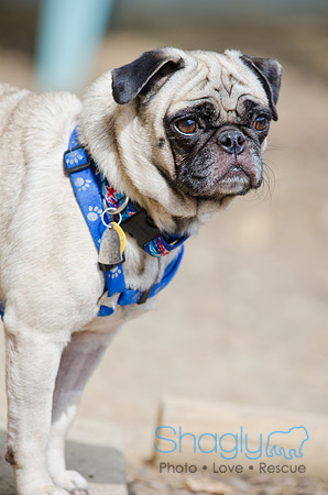 Boarding Bungalow DFW Pug Rescue-3