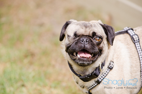 Boarding Bungalow DFW Pug Rescue-11