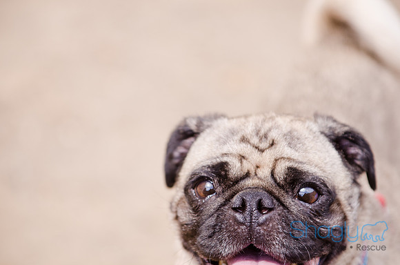 Boarding Bungalow DFW Pug Rescue-8