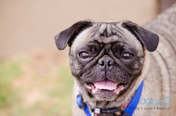Boarding Bungalow DFW Pug Rescue-9