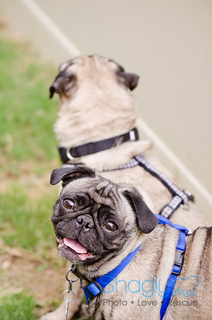 Boarding Bungalow DFW Pug Rescue-14