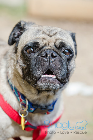 Boarding Bungalow DFW Pug Rescue-5
