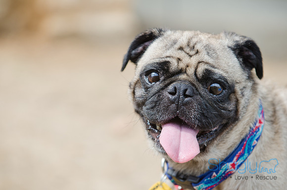 Boarding Bungalow DFW Pug Rescue-6