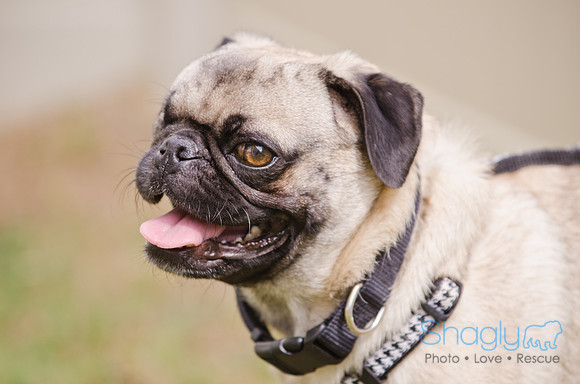 Boarding Bungalow DFW Pug Rescue-12