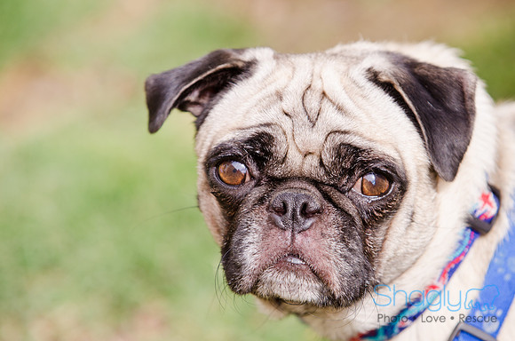 Boarding Bungalow DFW Pug Rescue-7