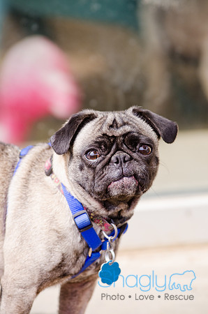 Boarding Bungalow DFW Pug Rescue-15