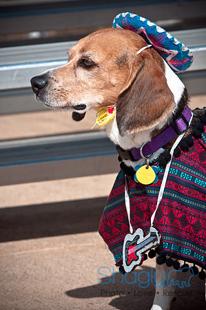 BarkinthePark-3880