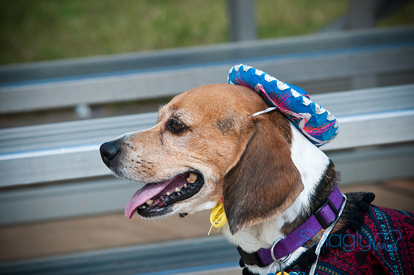 BarkinthePark-3882